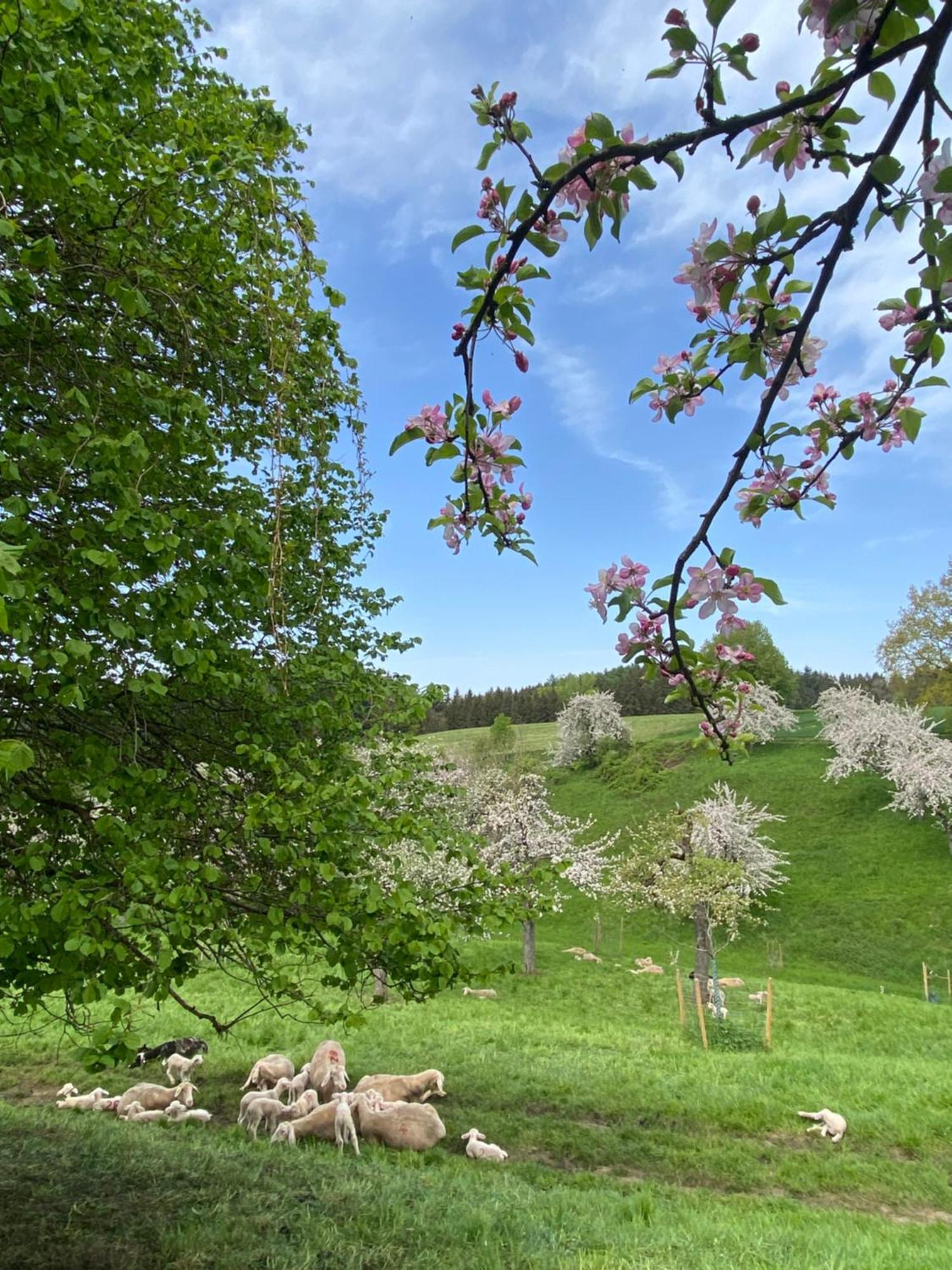 Klostergasthof Roggenburg Dış mekan fotoğraf